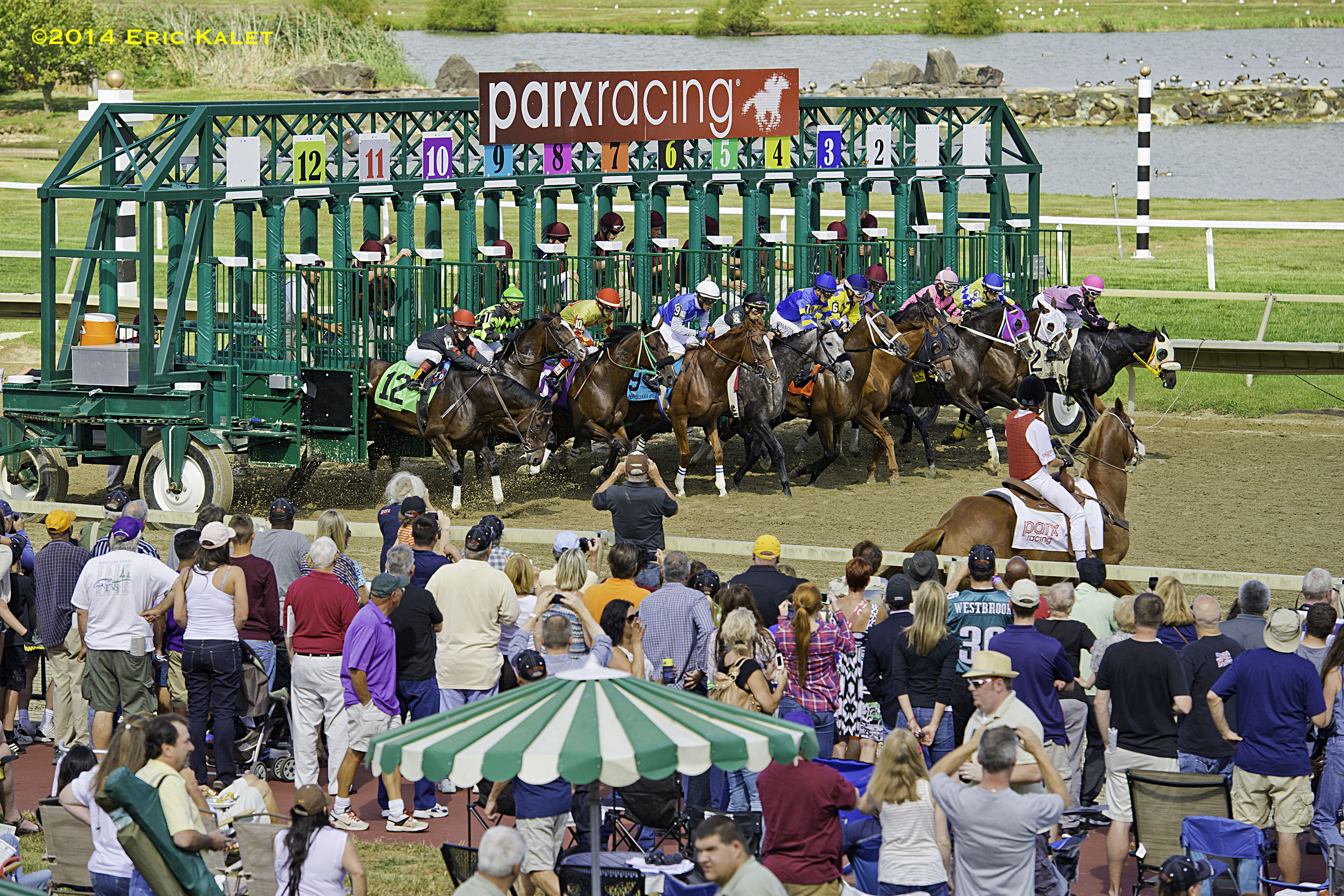 Horses and jockeys at the starting gate during a race at Parx Racing in Pennsylvania.