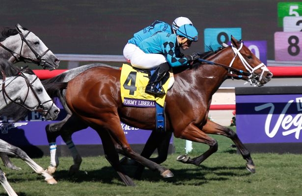 Thoroughbred racehorse Stormy Liberal with jockey in blue silks racing on a turf track.