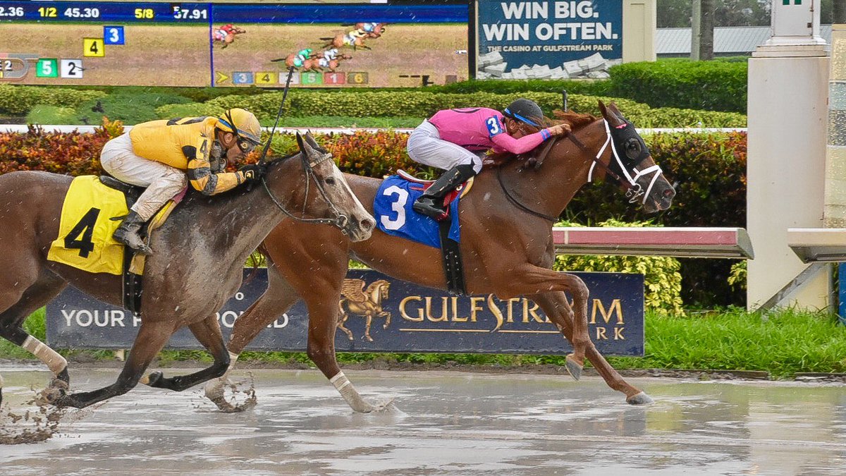 Two racehorses competing closely on a wet track at Gulfstream Park during a race.