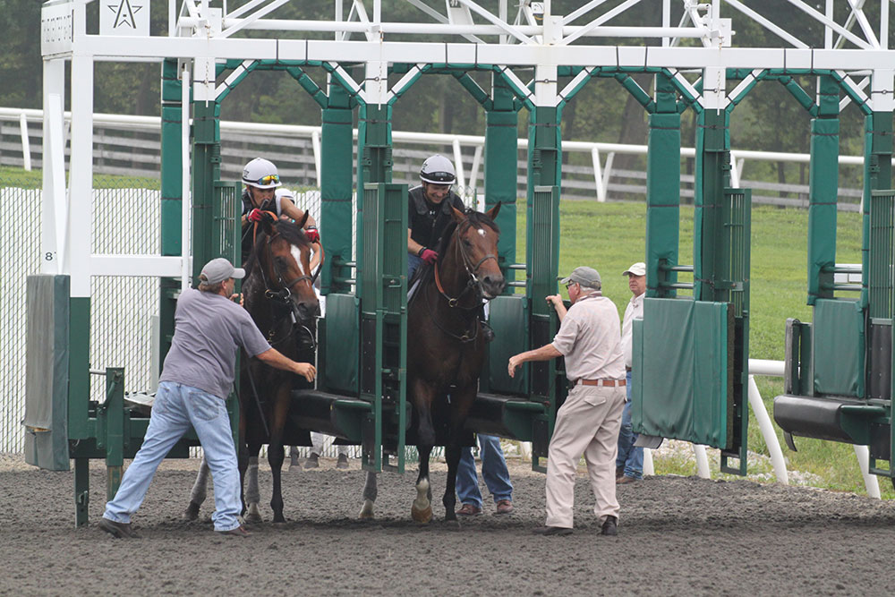 Two horses being loaded into the starting gate by handlers at a racetrack, showcasing the excitement of horse racing.