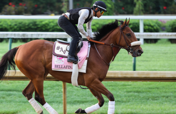 Bellafina, a thoroughbred racehorse, being trained on a racetrack with a jockey in riding gear.