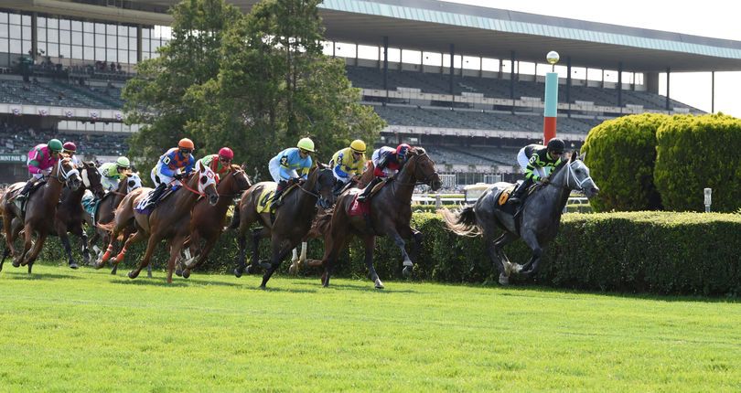 A group of racehorses competing on a grassy track at Belmont Park during a horse race.