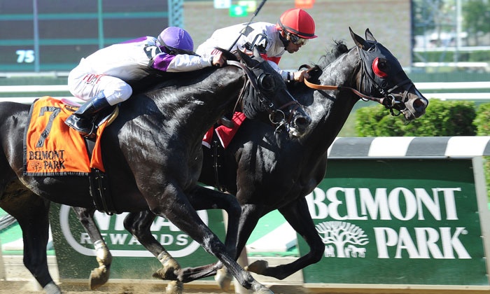 Two racehorses competing at Belmont Park, showcasing speed and agility during a thrilling horse race with jockeys in colorful attire.