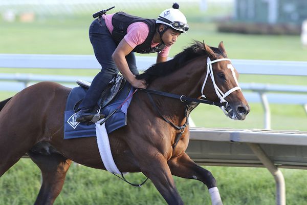 Jockey riding a brown thoroughbred horse during a training session on a racetrack.
