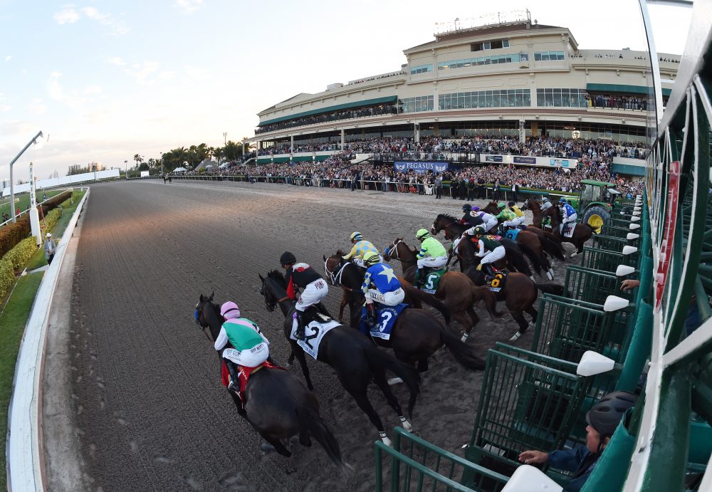 Horses and jockeys exiting the starting gate at Gulfstream Park during a horse race.