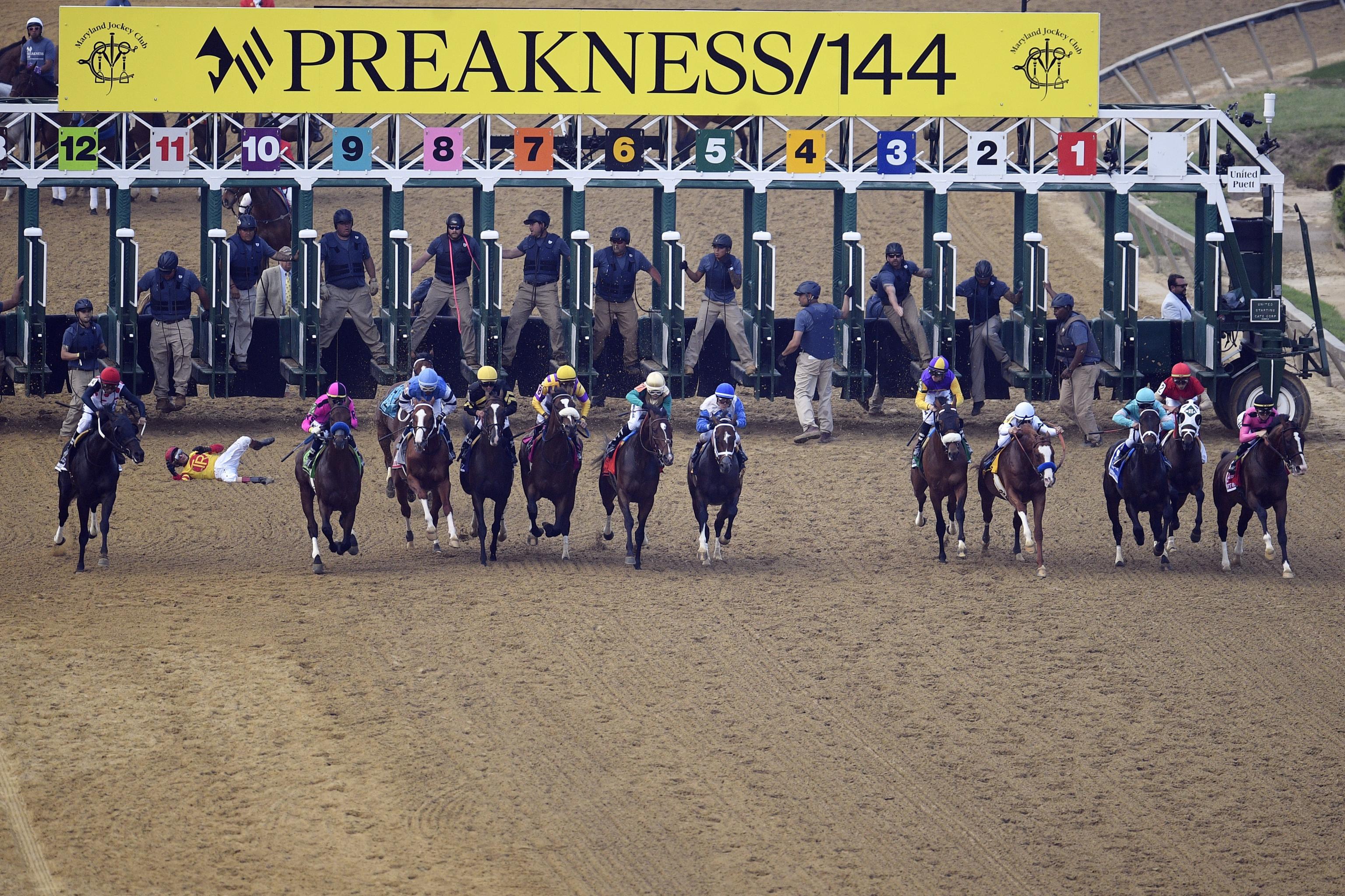 Horses and jockeys racing at the start of the Preakness Stakes event with starting gates in the background.
