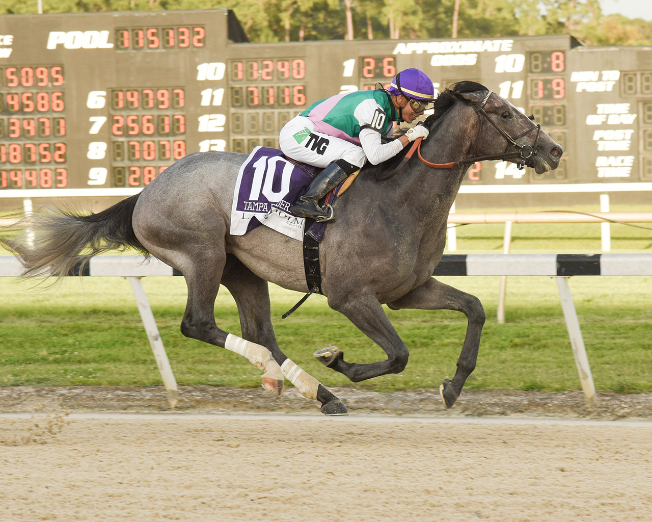 A gray racehorse with a jockey wearing a purple helmet and green and white silks racing on a dirt track.