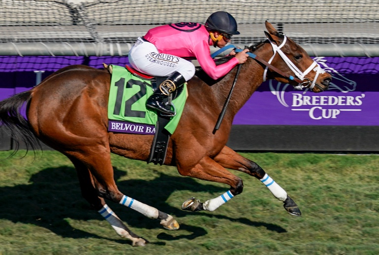 Belvoir Bay, a thoroughbred horse, racing at the Breeders Cup with a jockey in pink and white attire, showcasing speed and agility.