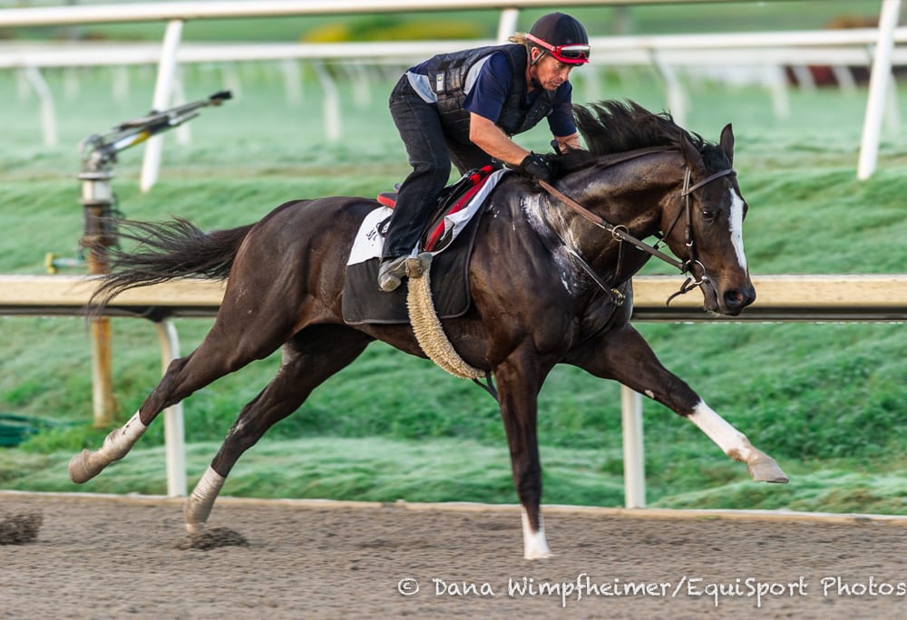 A thoroughbred horse galloping during a training session with a rider, showcasing athleticism and speed on a racetrack.
