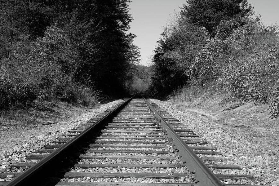 Black and white image of railroad tracks extending into the distance, surrounded by trees and foliage.